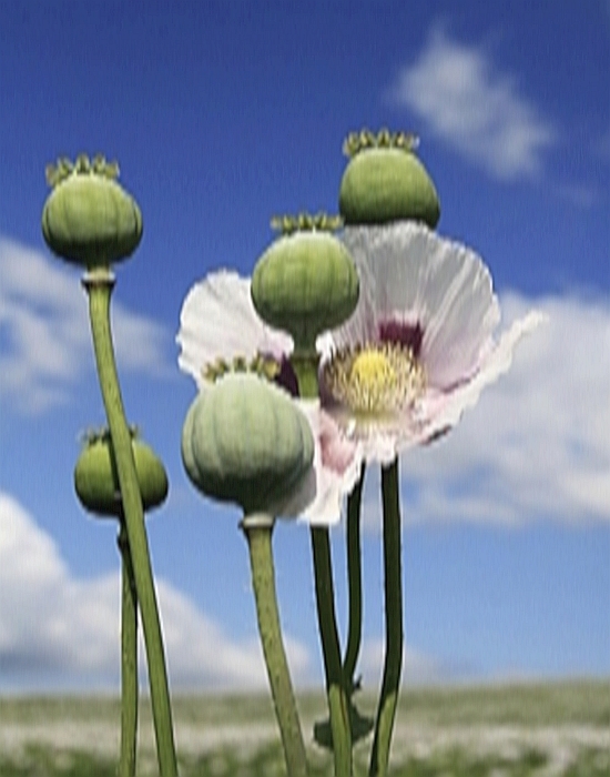 uk blue poppy seed morphine opium